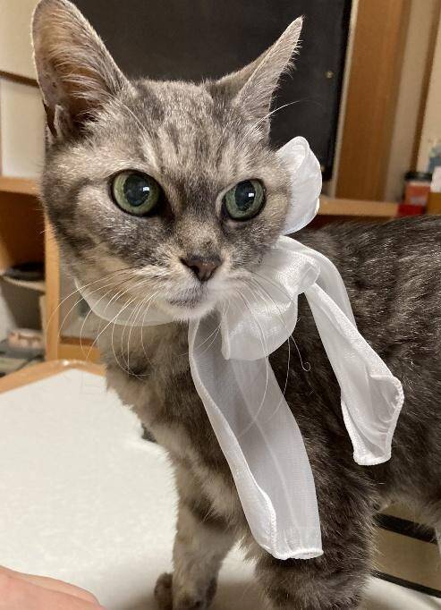 「アタシを連れてけ」とアピールしてきた猫をお迎え→“20年のニャン生の最期”におきた奇跡に感動