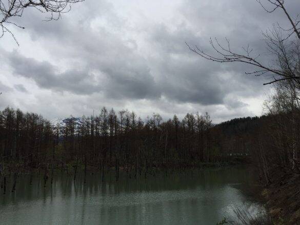 絶景を期待して行った「青い池」、まさかの「ただの池」だったトホホ旅／びっくり体験人気記事BEST