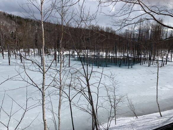 絶景を期待して行った「青い池」、まさかの「ただの池」だったトホホ旅／びっくり体験人気記事BEST
