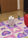 「「猫のお尻の穴みたい…!!」味わい深いお顔のにゃんこに一目惚れ。“仙人顔”なのに中身は甘えん坊で愛くるしい」の画像1