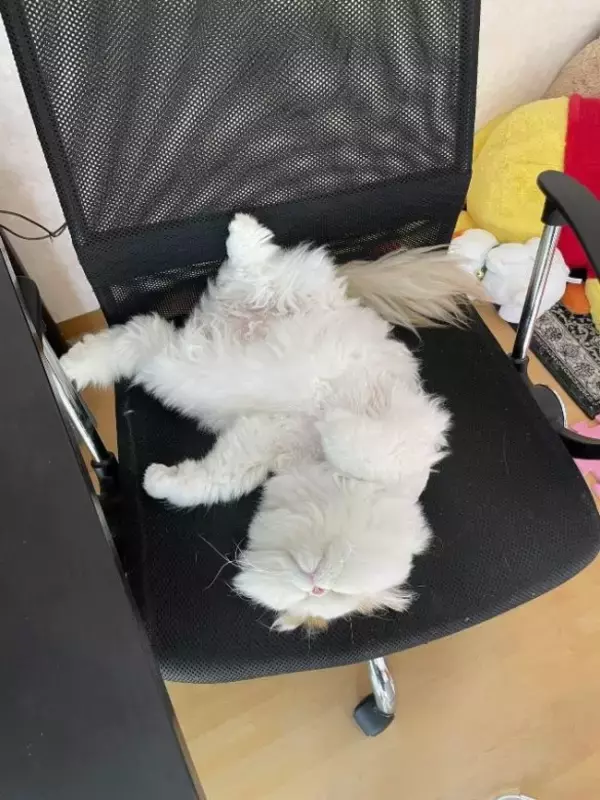 「「猫のお尻の穴みたい…!!」味わい深いお顔のにゃんこに一目惚れ。“仙人顔”なのに中身は甘えん坊で愛くるしい」の画像