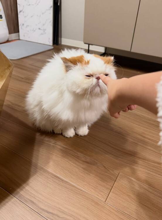 「猫のお尻の穴みたい…!!」味わい深いお顔のにゃんこに一目惚れ。“仙人顔”なのに中身は甘えん坊で愛くるしい