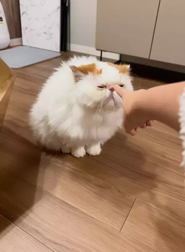 「「猫のお尻の穴みたい…!!」味わい深いお顔のにゃんこに一目惚れ。“仙人顔”なのに中身は甘えん坊で愛くるしい」の画像