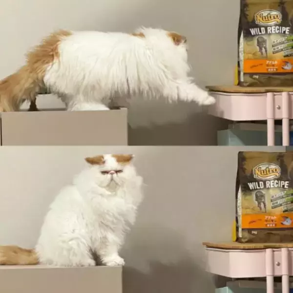 「「猫のお尻の穴みたい…!!」味わい深いお顔のにゃんこに一目惚れ。“仙人顔”なのに中身は甘えん坊で愛くるしい」の画像