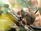 「「エサあげて写真撮ろうぜ」山で野生動物にお菓子を投げる親子。餌付けの“決定的なリスク”を知らない父親の「呆れた言い分」」の画像1