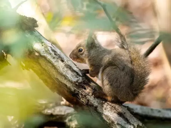 「エサあげて写真撮ろうぜ」山で野生動物にお菓子を投げる親子。餌付けの“決定的なリスク”を知らない父親の「呆れた言い分」