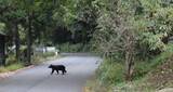 「「エサあげて写真撮ろうぜ」山で野生動物にお菓子を投げる親子。餌付けの“決定的なリスク”を知らない父親の「呆れた言い分」」の画像2