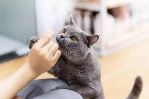 「家に帰ったら、愛猫が消えていた！ 連れ去り犯の「母親」から知らされた、“とんでもない行き先”とは？」の画像
