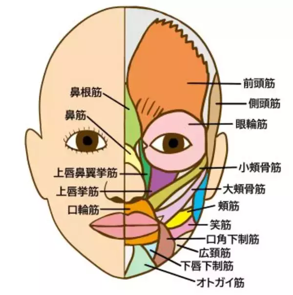 「40代「老け見え眉毛」な人がやってる“NGな描き方”3つ。若見え眉毛にするコツとは？」の画像