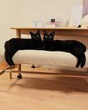 「黒猫兄弟の“左右対称シンクロ姿”にビックリ！血の繋がった2匹が生んだ「奇跡の光景」が尊すぎる…」の画像1