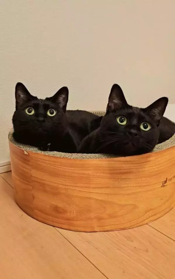 「黒猫兄弟の“左右対称シンクロ姿”にビックリ！血の繋がった2匹が生んだ「奇跡の光景」が尊すぎる…」の画像