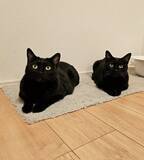 「黒猫兄弟の“左右対称シンクロ姿”にビックリ！血の繋がった2匹が生んだ「奇跡の光景」が尊すぎる…」の画像11