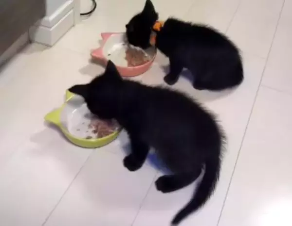 「黒猫兄弟の“左右対称シンクロ姿”にビックリ！血の繋がった2匹が生んだ「奇跡の光景」が尊すぎる…」の画像