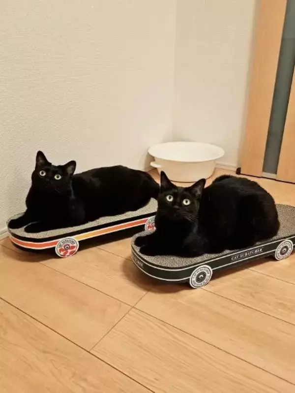 「黒猫兄弟の“左右対称シンクロ姿”にビックリ！血の繋がった2匹が生んだ「奇跡の光景」が尊すぎる…」の画像