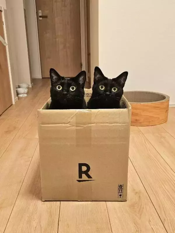 「黒猫兄弟の“左右対称シンクロ姿”にビックリ！血の繋がった2匹が生んだ「奇跡の光景」が尊すぎる…」の画像