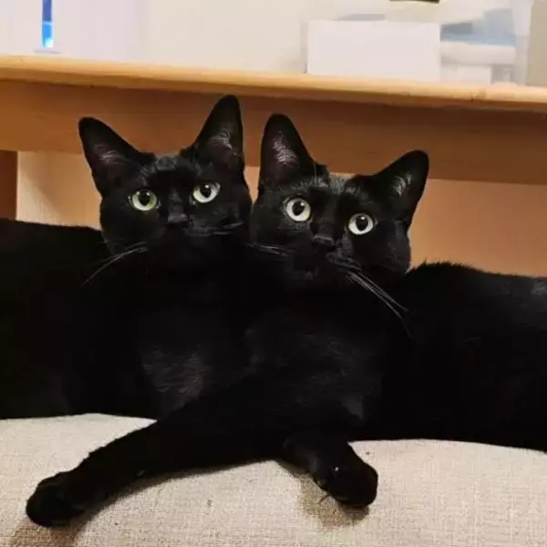 「黒猫兄弟の“左右対称シンクロ姿”にビックリ！血の繋がった2匹が生んだ「奇跡の光景」が尊すぎる…」の画像