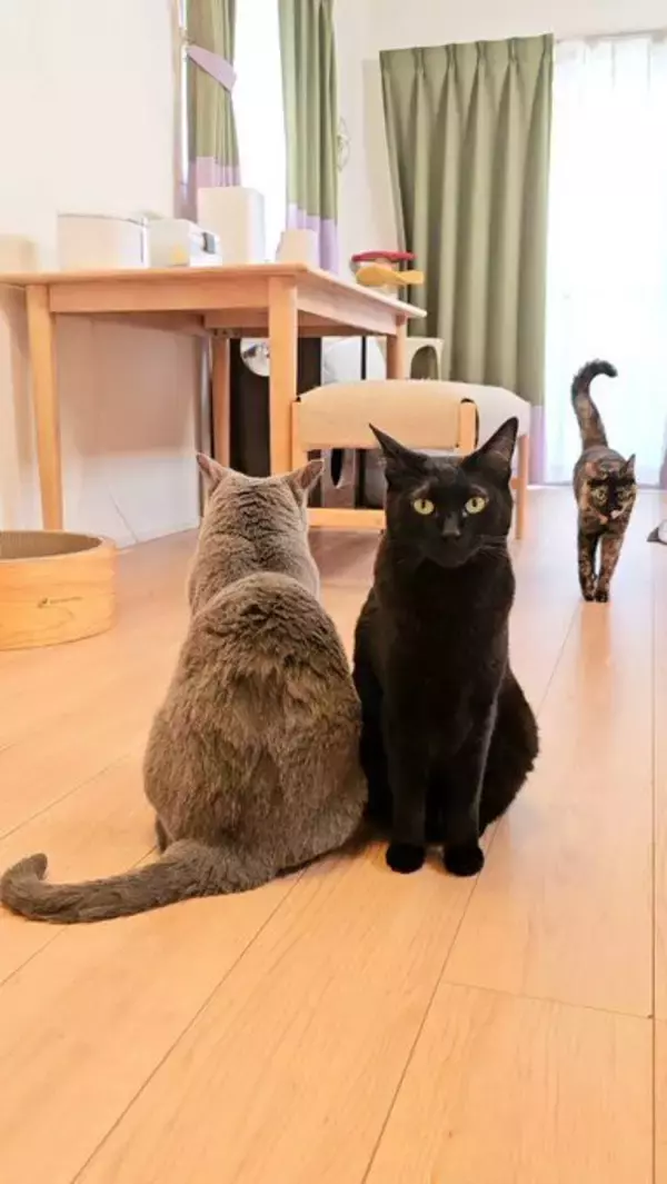 「黒猫兄弟の“左右対称シンクロ姿”にビックリ！血の繋がった2匹が生んだ「奇跡の光景」が尊すぎる…」の画像