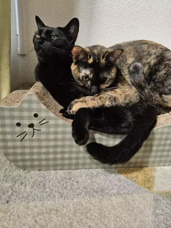 「黒猫兄弟の“左右対称シンクロ姿”にビックリ！血の繋がった2匹が生んだ「奇跡の光景」が尊すぎる…」の画像
