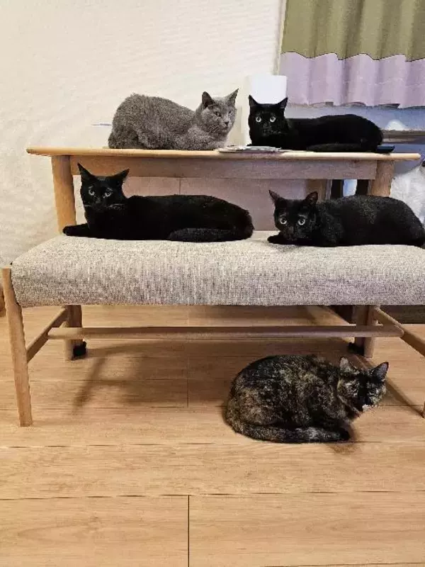 「黒猫兄弟の“左右対称シンクロ姿”にビックリ！血の繋がった2匹が生んだ「奇跡の光景」が尊すぎる…」の画像