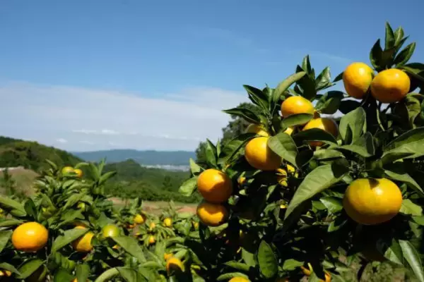 「知らなきゃもったいない！」おいしいミカンの選び方。“果物のプロ”がこっそり教える「実はでこぼこの方が…」