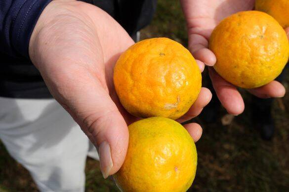 「知らなきゃもったいない！」おいしいミカンの選び方。“果物のプロ”がこっそり教える「実はでこぼこの方が…」