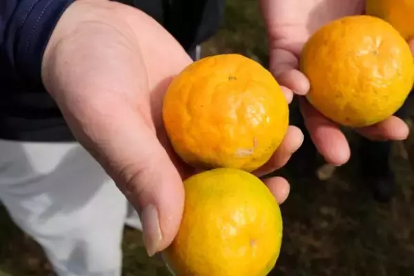 「「知らなきゃもったいない！」おいしいミカンの選び方。“果物のプロ”がこっそり教える「実はでこぼこの方が…」」の画像