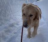 「40歳・元TBSアナが記録的大雪の札幌で見た“道民性”とは「あちこちで車が動けなくなり…」」の画像2