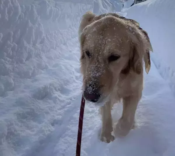 「40歳・元TBSアナが記録的大雪の札幌で見た“道民性”とは「あちこちで車が動けなくなり…」」の画像