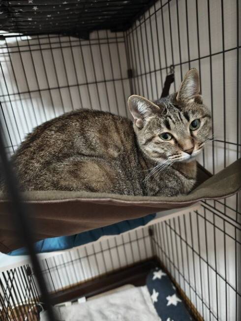 実家の庭に住み着いた茶トラ猫→数年後の“別猫のような姿“に驚き！「小学生男子のような性格で…」