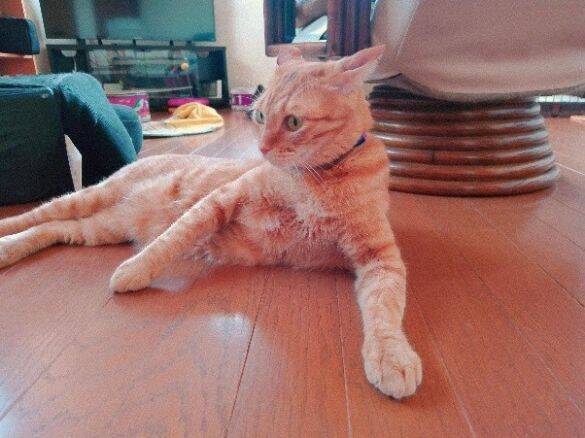 実家の庭に住み着いた茶トラ猫→数年後の“別猫のような姿“に驚き！「小学生男子のような性格で…」