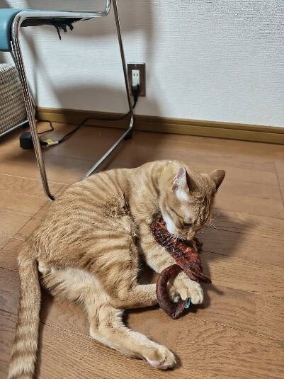 実家の庭に住み着いた茶トラ猫→数年後の“別猫のような姿“に驚き！「小学生男子のような性格で…」