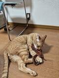 「実家の庭に住み着いた茶トラ猫→数年後の“別猫のような姿“に驚き！「小学生男子のような性格で…」」の画像5