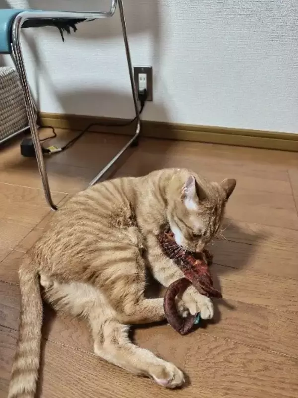「実家の庭に住み着いた茶トラ猫→数年後の“別猫のような姿“に驚き！「小学生男子のような性格で…」」の画像
