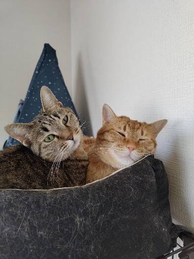 実家の庭に住み着いた茶トラ猫→数年後の“別猫のような姿“に驚き！「小学生男子のような性格で…」