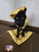 屋根裏でひとり鳴いていた子猫が23歳に。7匹の後輩猫に囲まれ、今も“ボス猫”として君臨