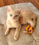 「ビニールハウスに現れる大怪我を負った子猫を保護→あったかいおうちでスクスク成長する姿が愛おしい」の画像1