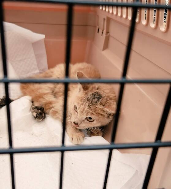 ビニールハウスに現れる大怪我を負った子猫を保護→あったかいおうちでスクスク成長する姿が愛おしい