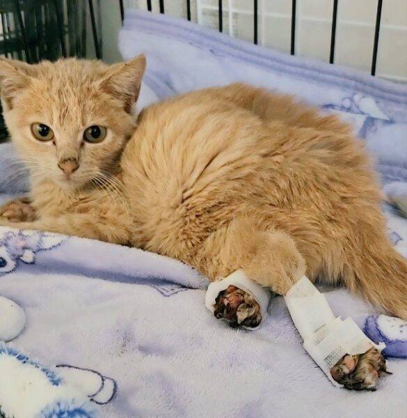 ビニールハウスに現れる大怪我を負った子猫を保護→あったかいおうちでスクスク成長する姿が愛おしい