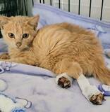 「ビニールハウスに現れる大怪我を負った子猫を保護→あったかいおうちでスクスク成長する姿が愛おしい」の画像4