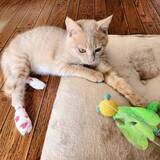 「ビニールハウスに現れる大怪我を負った子猫を保護→あったかいおうちでスクスク成長する姿が愛おしい」の画像5