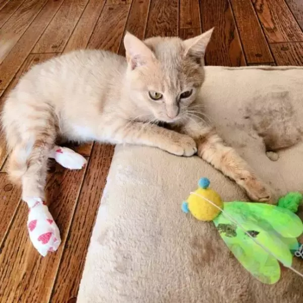 「ビニールハウスに現れる大怪我を負った子猫を保護→あったかいおうちでスクスク成長する姿が愛おしい」の画像