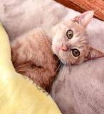 「ビニールハウスに現れる大怪我を負った子猫を保護→あったかいおうちでスクスク成長する姿が愛おしい」の画像6