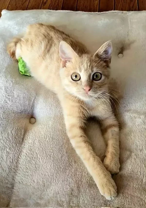 「ビニールハウスに現れる大怪我を負った子猫を保護→あったかいおうちでスクスク成長する姿が愛おしい」の画像