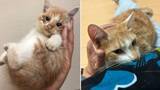 「自販機の裏に挟まっていた子猫を救助！→4年後の“立派に成長したお姿”が尊すぎる…！」の画像1