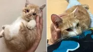 自販機の裏に挟まっていた子猫を救助！→4年後の“立派に成長したお姿”が尊すぎる…！