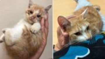 自販機の裏に挟まっていた子猫を救助！→4年後の“立派に成長したお姿”が尊すぎる…！