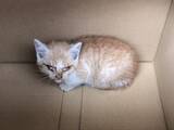 「自販機の裏に挟まっていた子猫を救助！→4年後の“立派に成長したお姿”が尊すぎる…！」の画像2