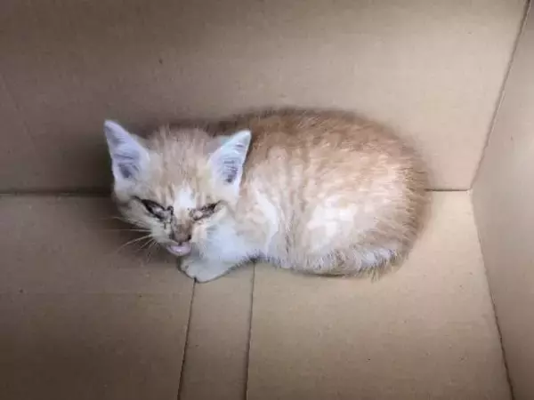 「自販機の裏に挟まっていた子猫を救助！→4年後の“立派に成長したお姿”が尊すぎる…！」の画像