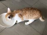 「自販機の裏に挟まっていた子猫を救助！→4年後の“立派に成長したお姿”が尊すぎる…！」の画像3