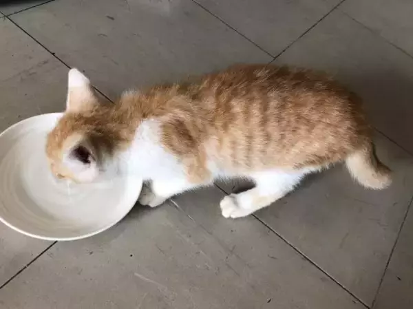 「自販機の裏に挟まっていた子猫を救助！→4年後の“立派に成長したお姿”が尊すぎる…！」の画像